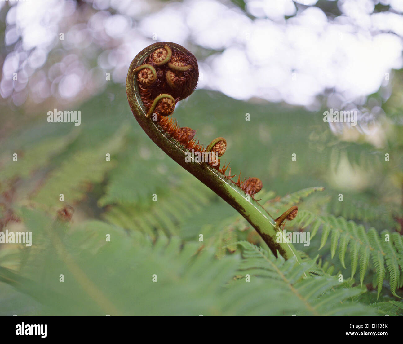 Unfurling frond (Koru) of silver fern (Alsophila dealbata), Marlborough Sounds, Marlborough Region, New Zealand Stock Photo