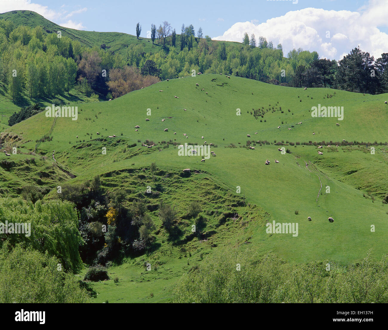 Sheep on hillside, Rotorua District, Bay of Plenty Region, North Island, New Zealand Stock Photo
