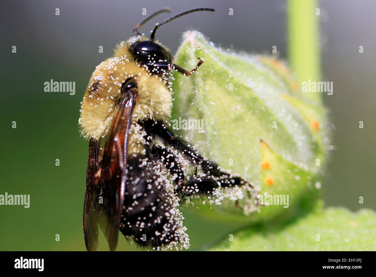 Bumble bee pollen hi-res stock photography and images - Alamy