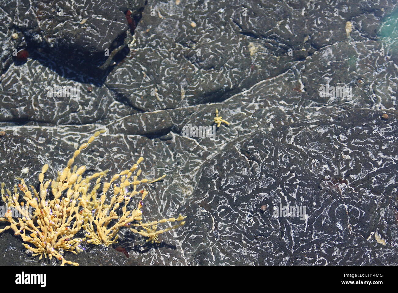 Sea plant and seaweed near shallow water at the beach Stock Photo