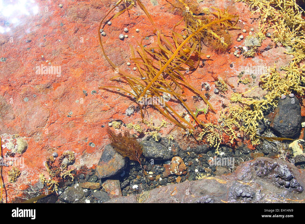 Sea plant and seaweed near shallow water at the beach Stock Photo
