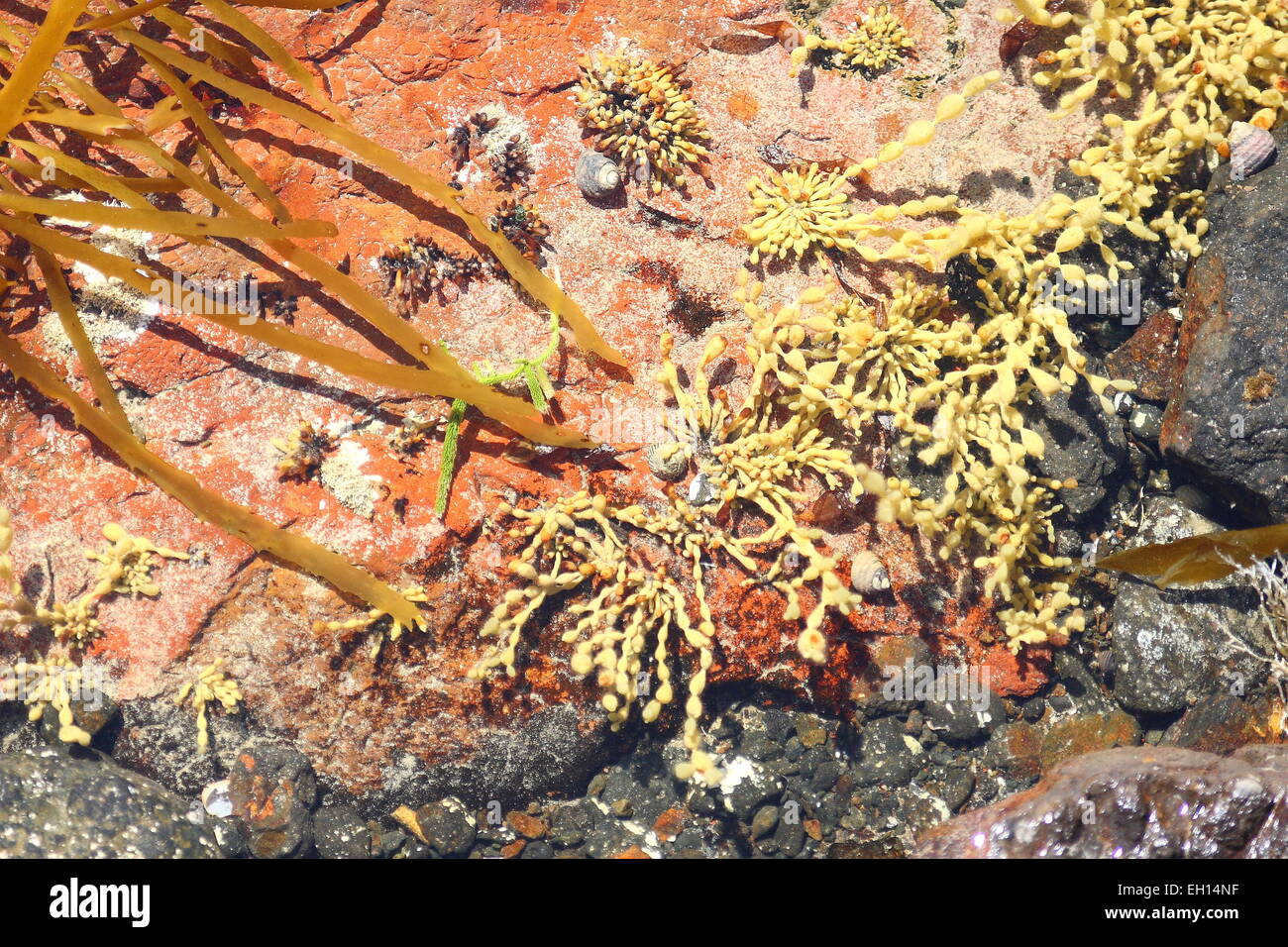 Sea plant and seaweed near shallow water at the beach Stock Photo