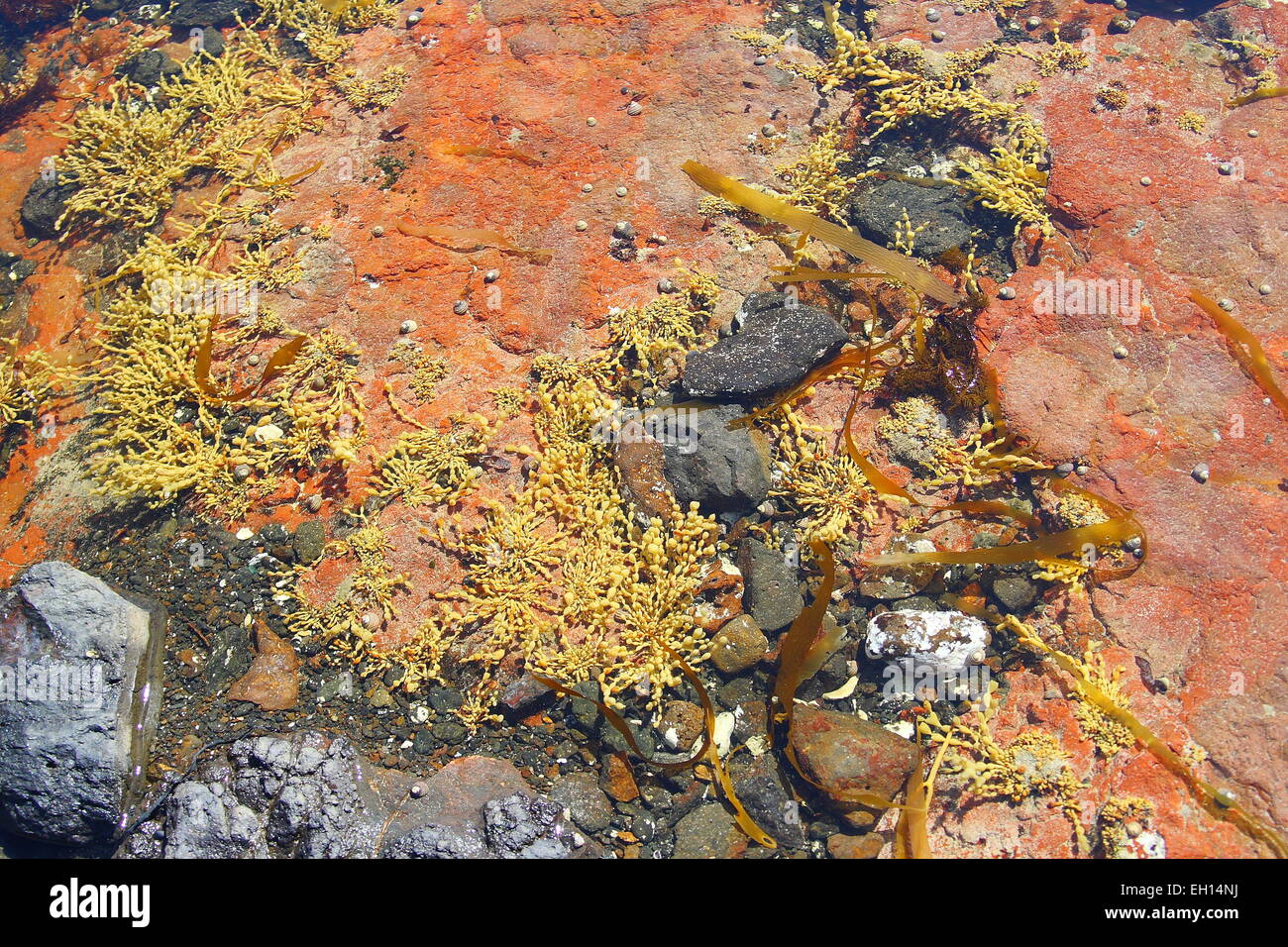 Sea plant and seaweed near shallow water at the beach Stock Photo