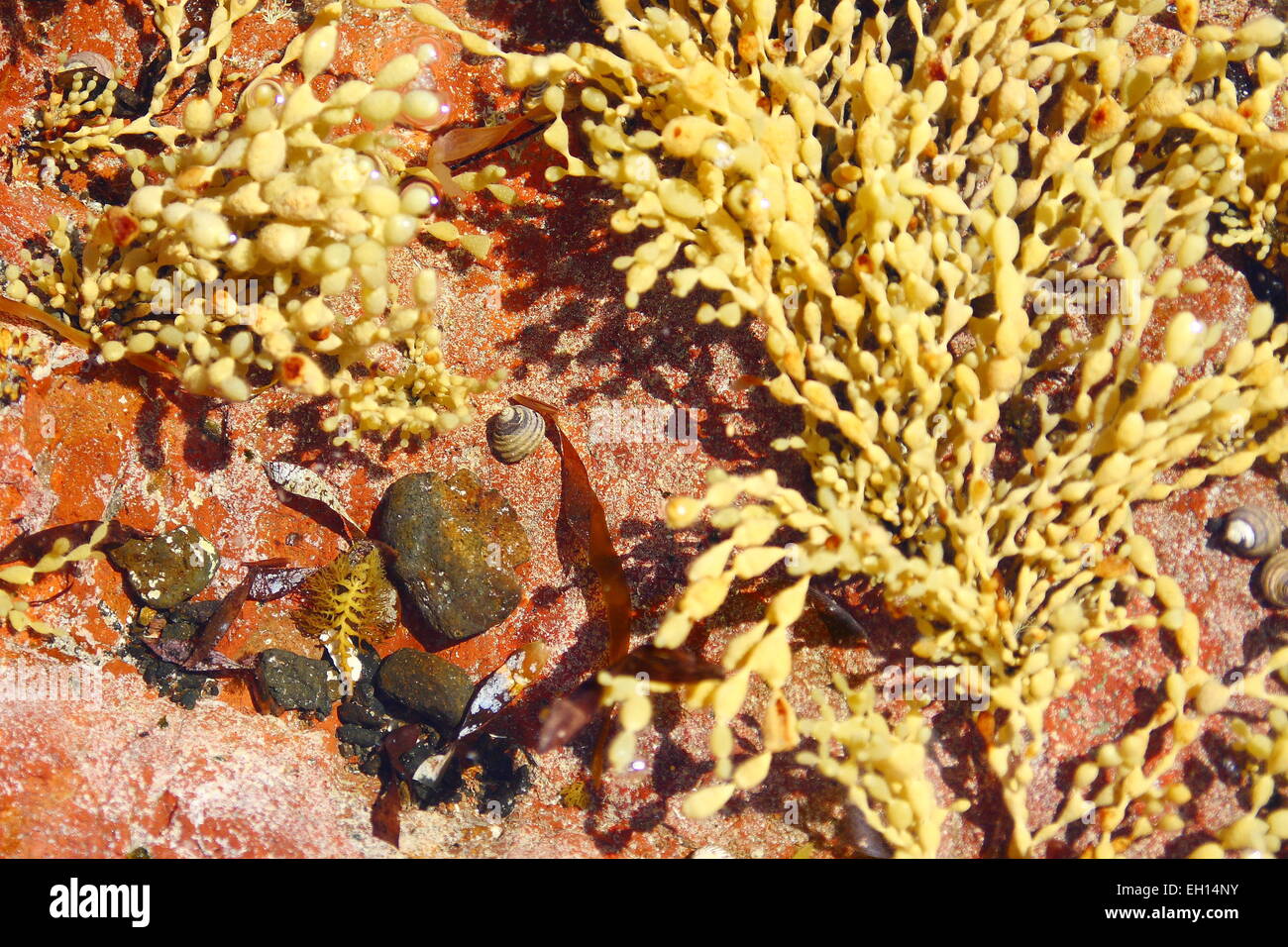 Sea plant and seaweed near shallow water at the beach Stock Photo