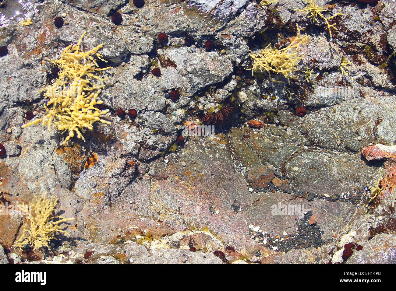 Sea plant and seaweed near shallow water at the beach Stock Photo