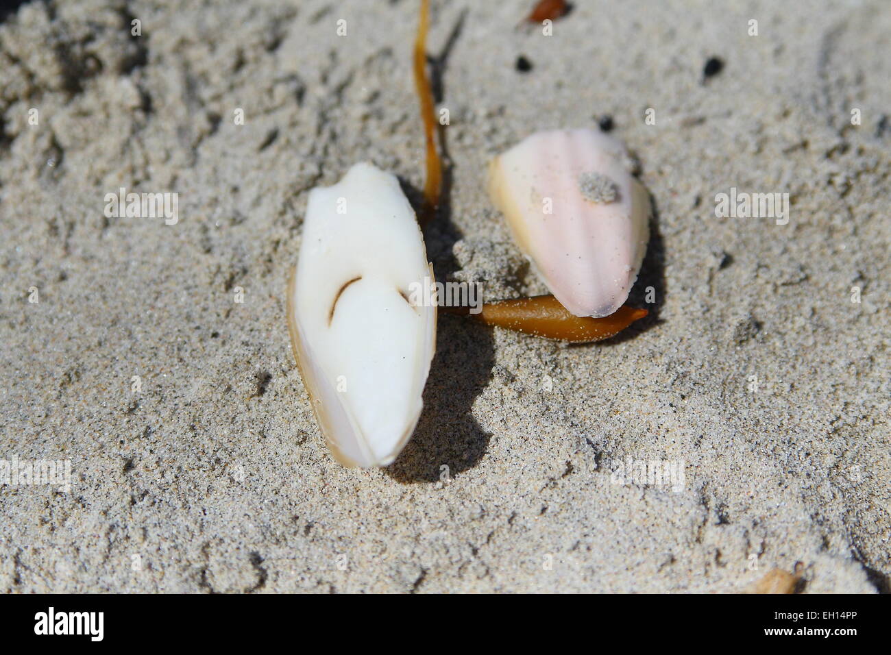 Cuttle fish bones on the sand at the beach Stock Photo