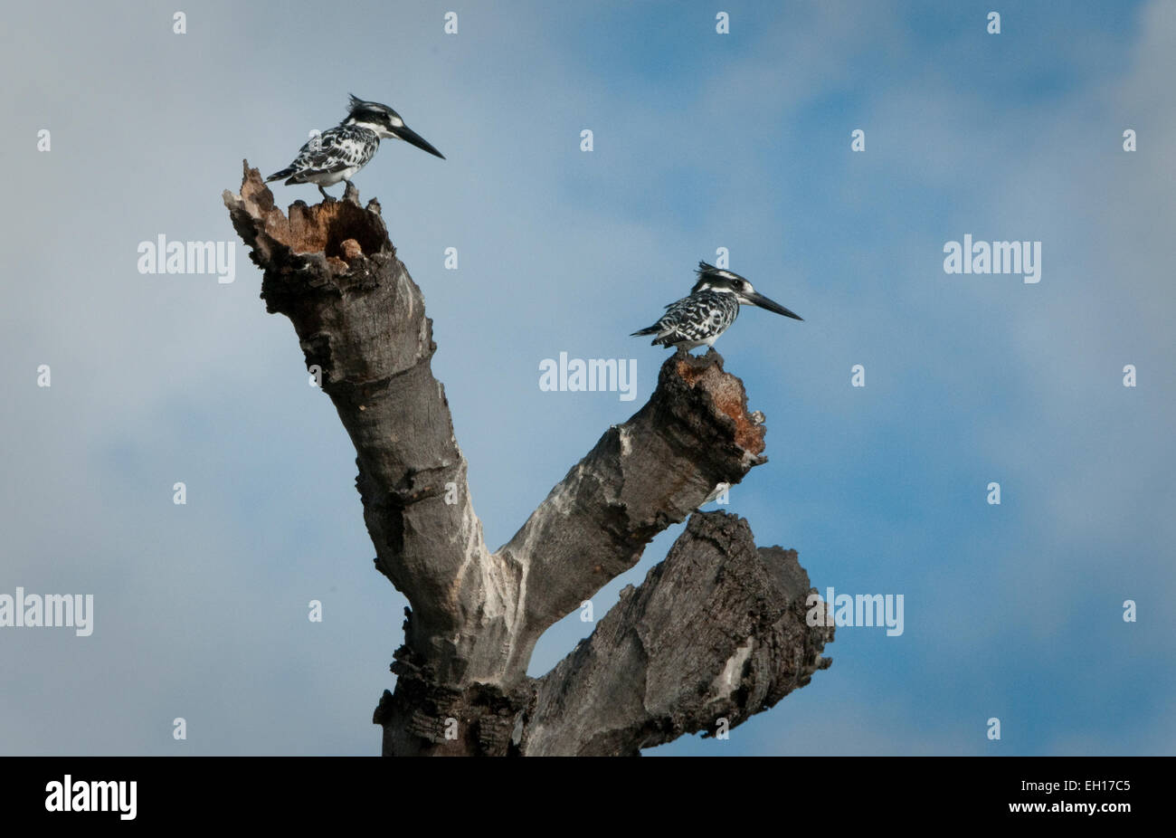 Two Pied Kingfishers perched on dead branches of tree Stock Photo
