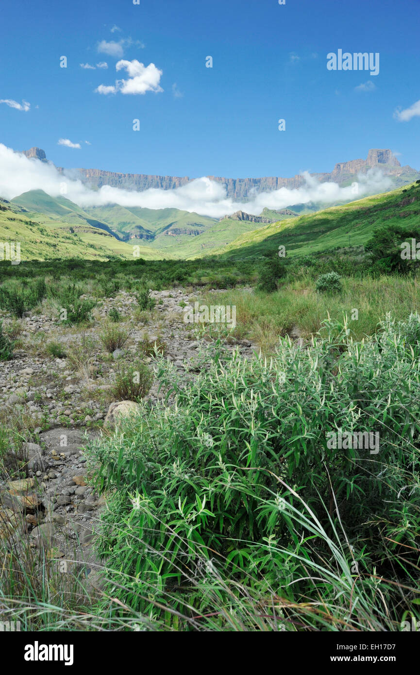 Bergville, KwaZulu-Natal, South Africa, plants growing in dry riverbed, Tugela river, Drakensberg amphitheatre, landscape, global warming, drought Stock Photo
