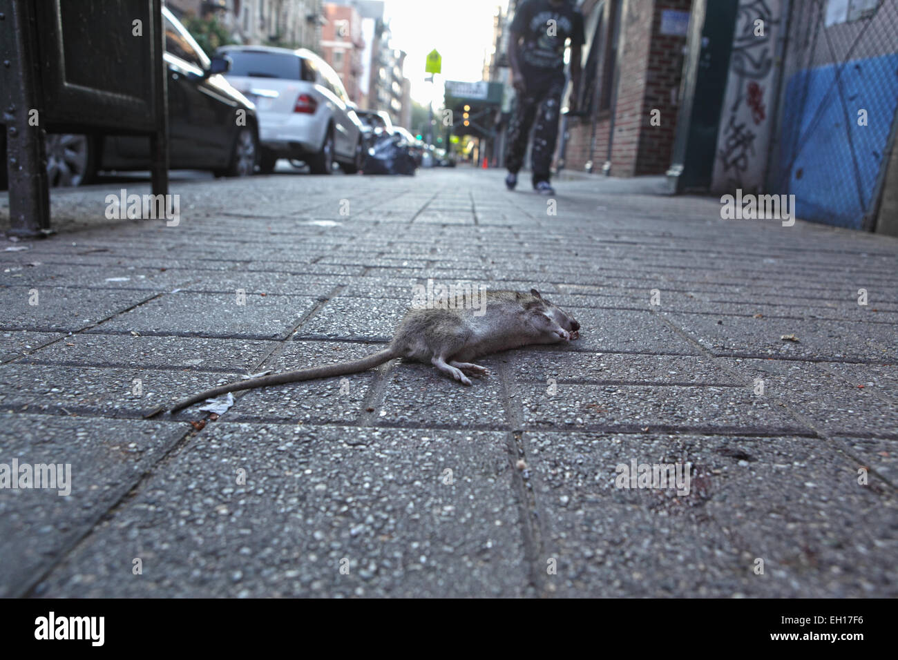 A dead rat lying on the sidewalk of Stanton Street on the Lower East Side of New York City. Stock Photo