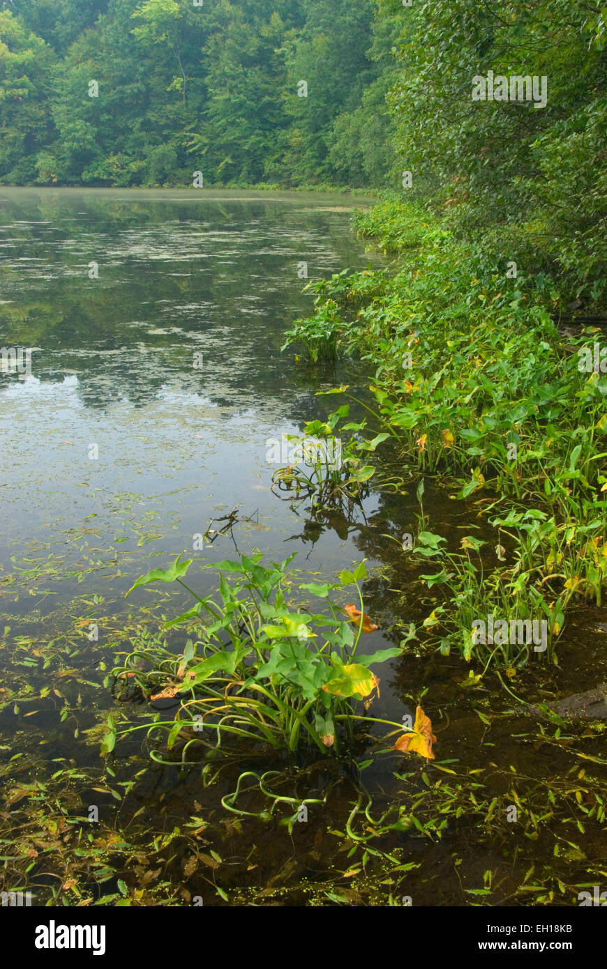 Lower Pond, AW Stanley Park, New Britain, Connecticut Stock Photo Alamy