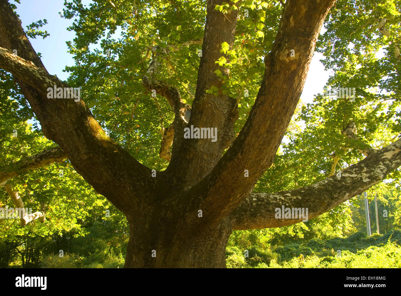 Pinchot Sycamore, Pinchot Sycamore Park, Simsbury, Connecticut Stock