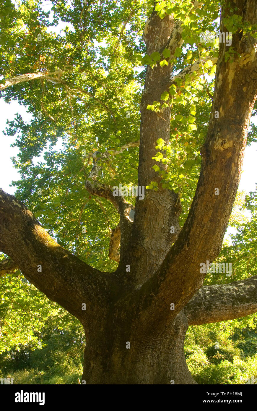 Pinchot Sycamore, Pinchot Sycamore Park, Simsbury, Connecticut Stock