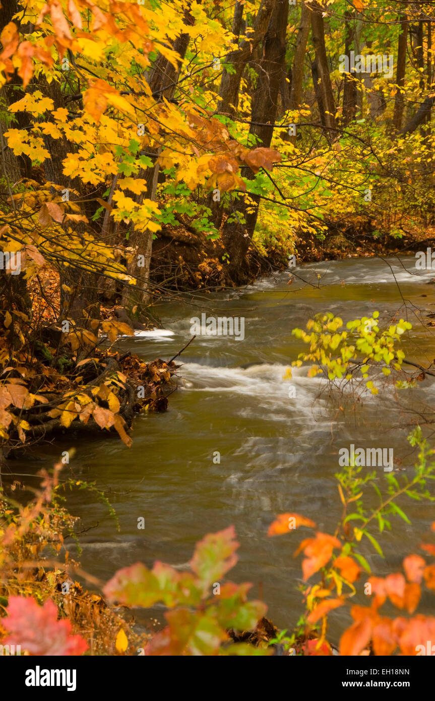 Bass Brook in autumn, AW Stanley Park, New Britain, Connecticut Stock
