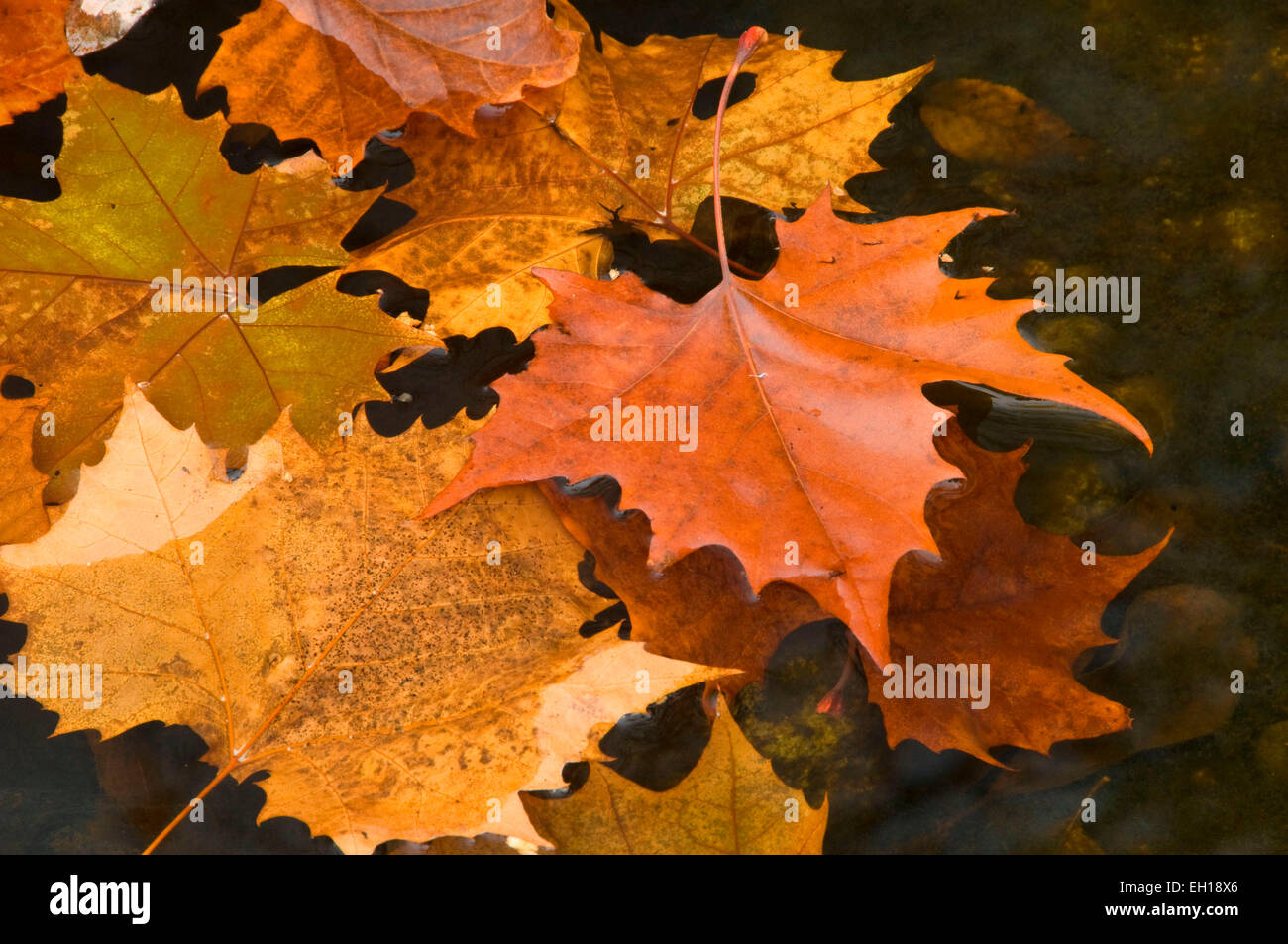 Sycamore leaves in Burlington Brook, Farmington River Trail