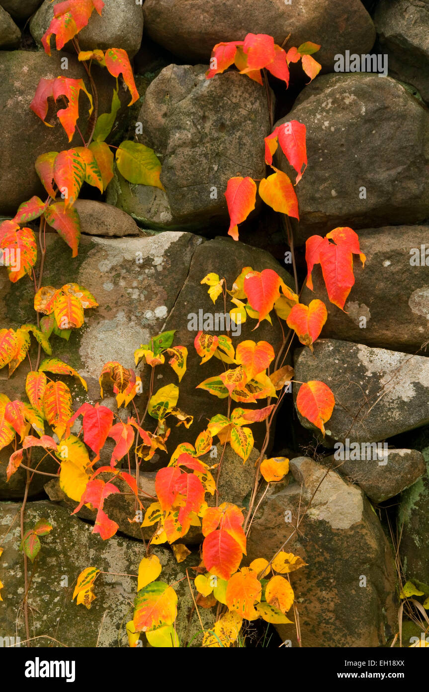 Poison ivy on rockwall, HillStead Museum, Farmington, Connecticut