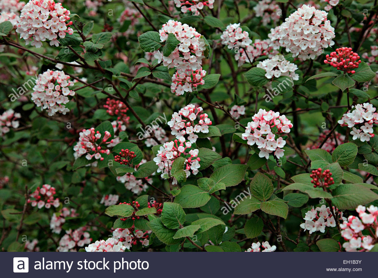 Viburnum carlesii 'Diana' Stock Photo 79321311 Alamy