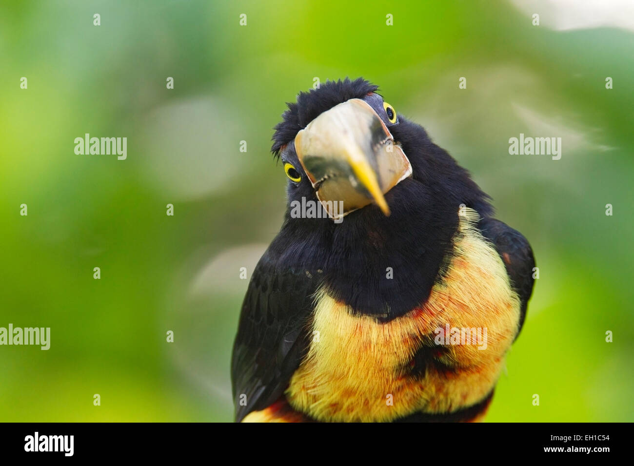 pale-mandibled aracari (Pteroglossus erythropygius) adult perched on branch in rain forest, Ecuador, Andes, South America Stock Photo