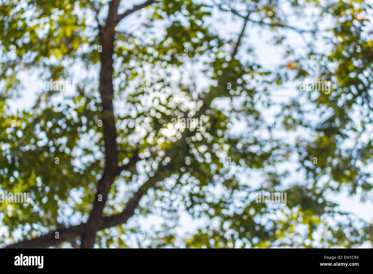 Pictures from the tree bokeh Stock Photo - Alamy
