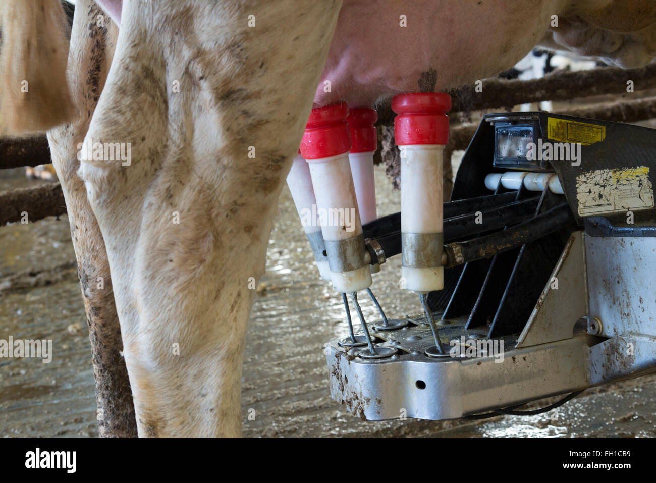 Robotized dairy farm. Minnesota. USA. Stock Photo