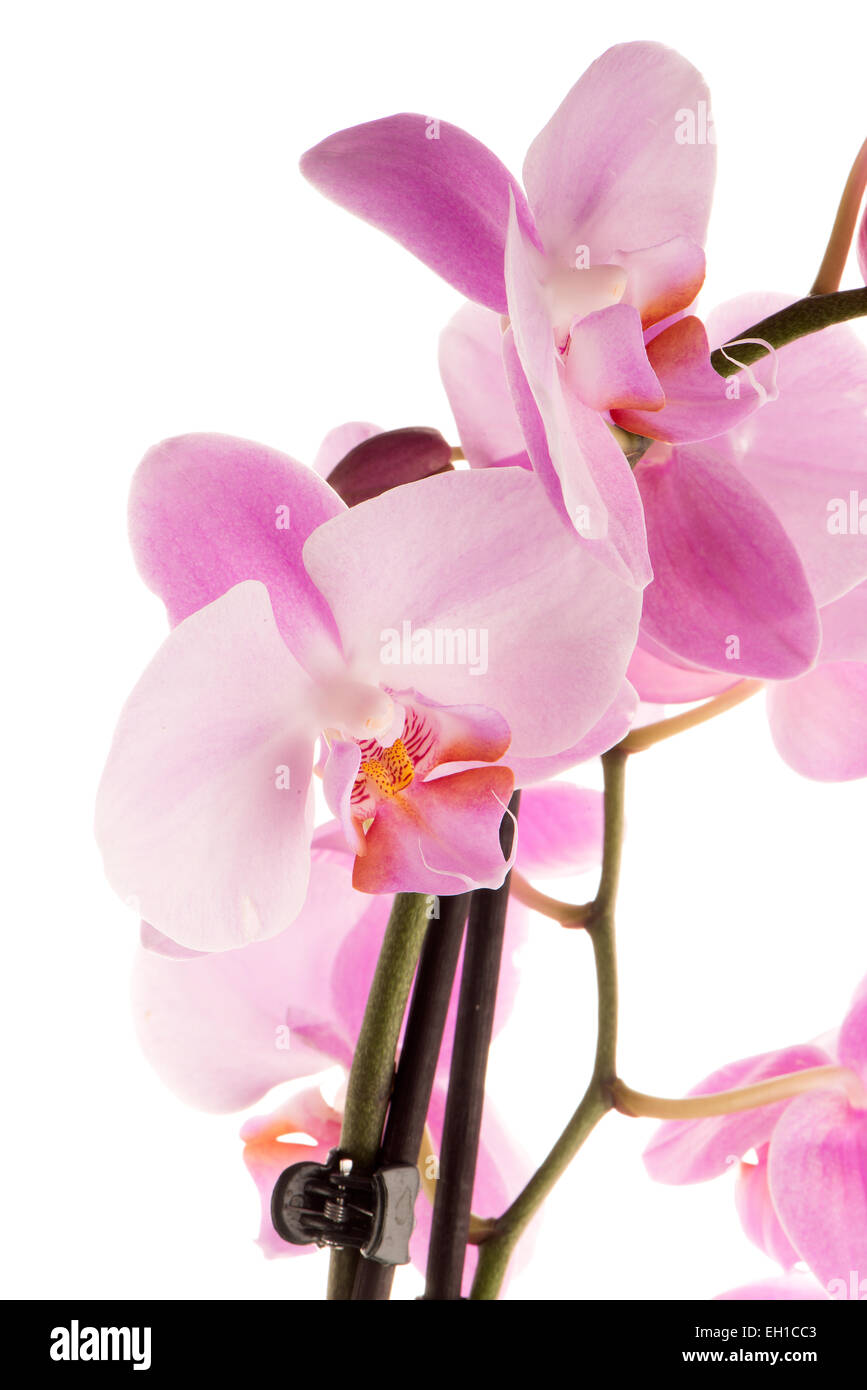 Closeup detail of pink orchid isolated on white background Stock Photo ...