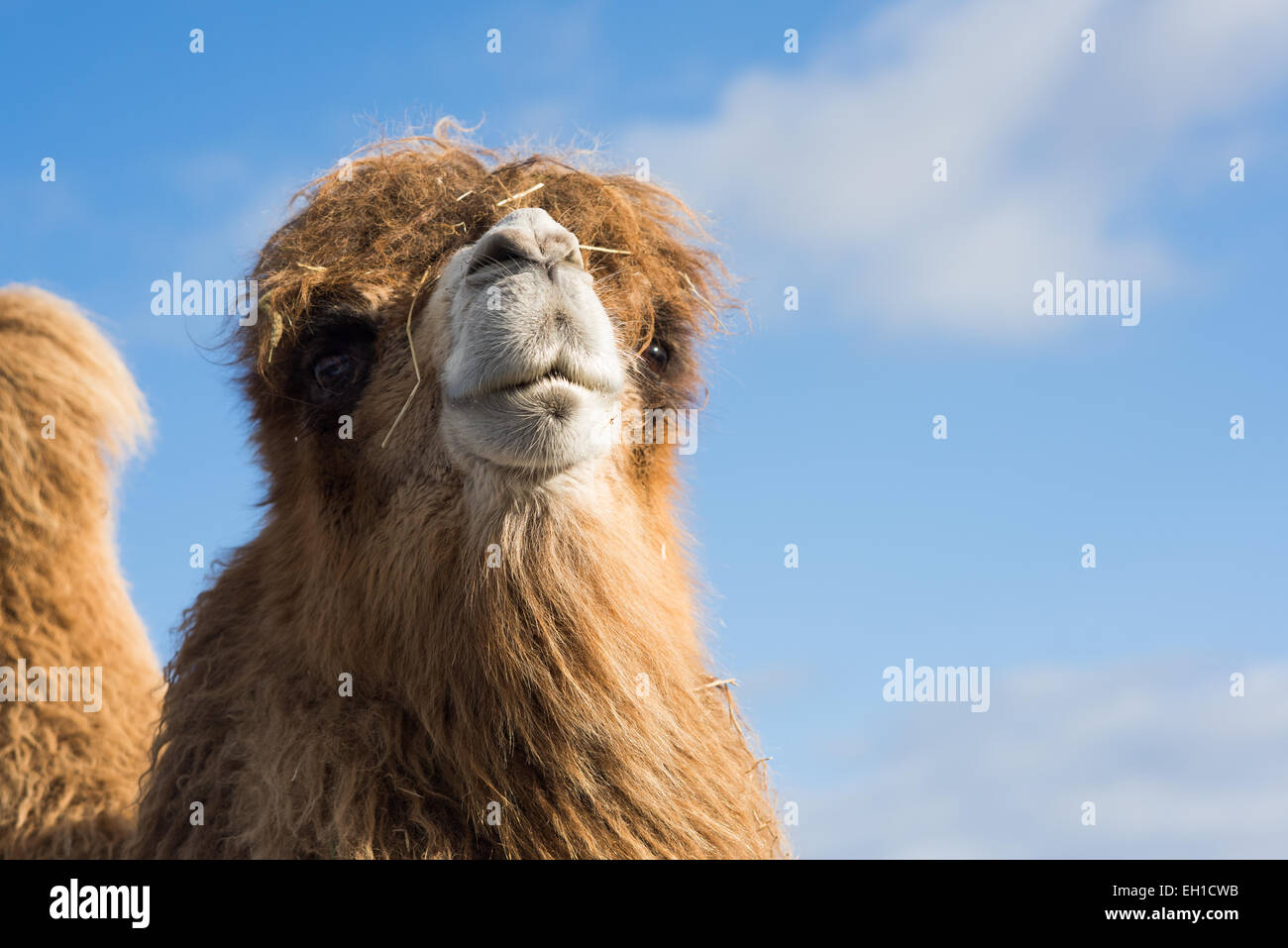 Close up of camel with hump visible against sky Stock Photo