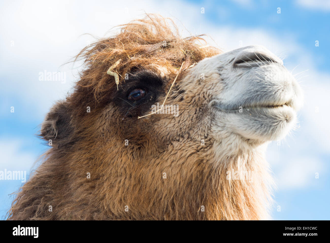 Close up of camel with a backdrop of sky interested in camera Stock Photo