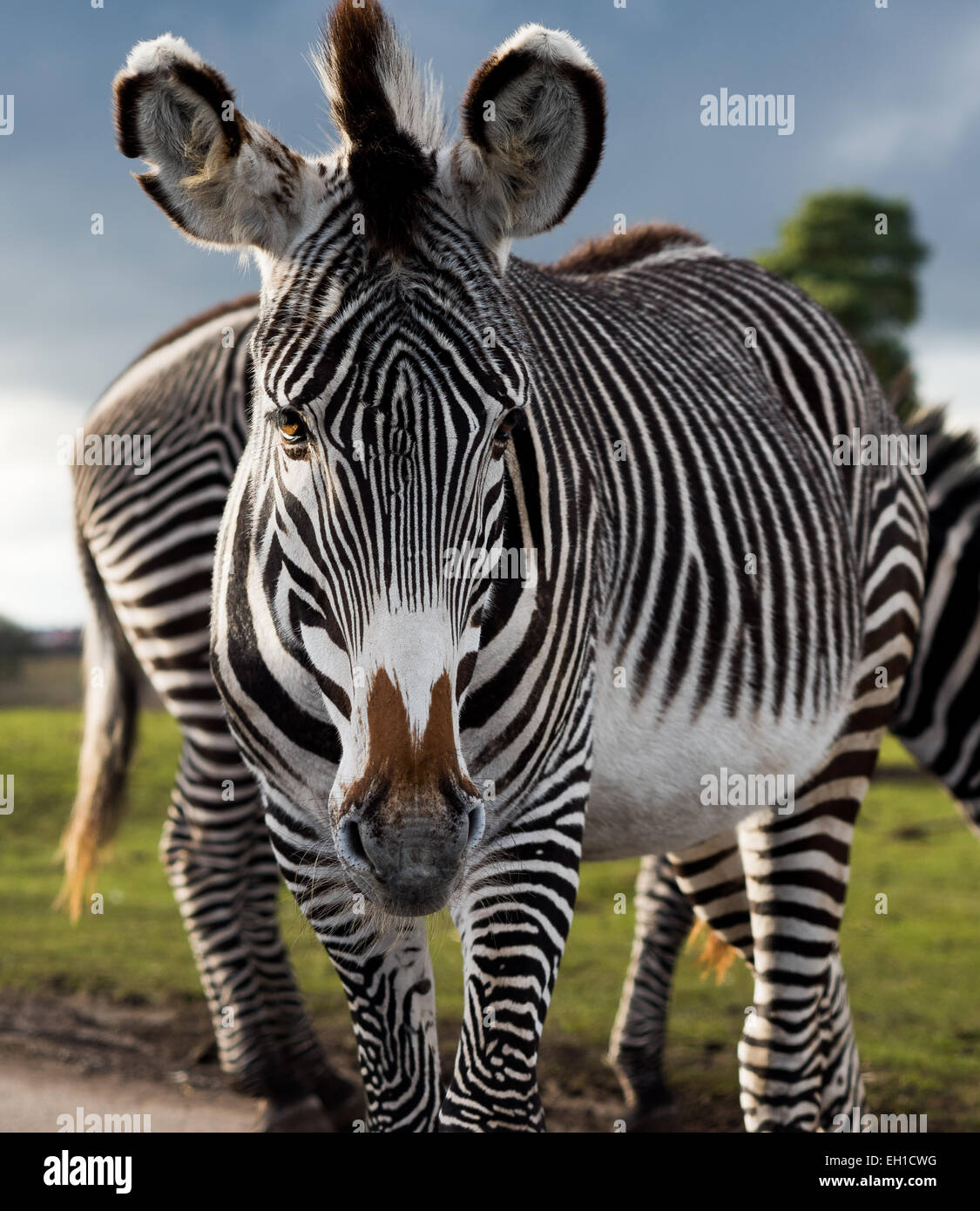 Zebra walking towards camera Stock Photo Alamy