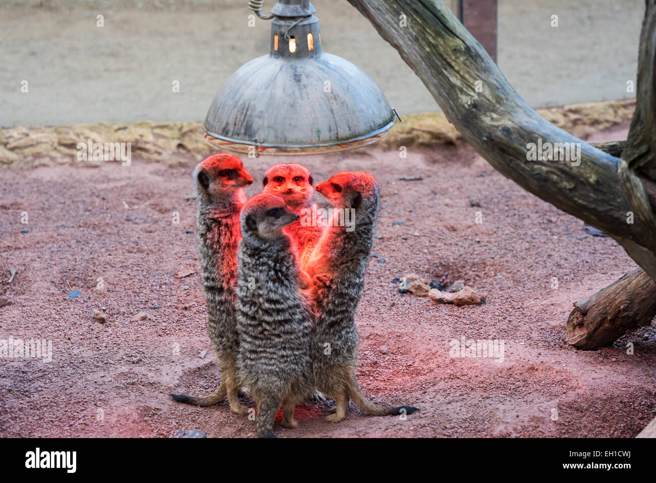 Meerkats standing under heat lamp Stock Photo