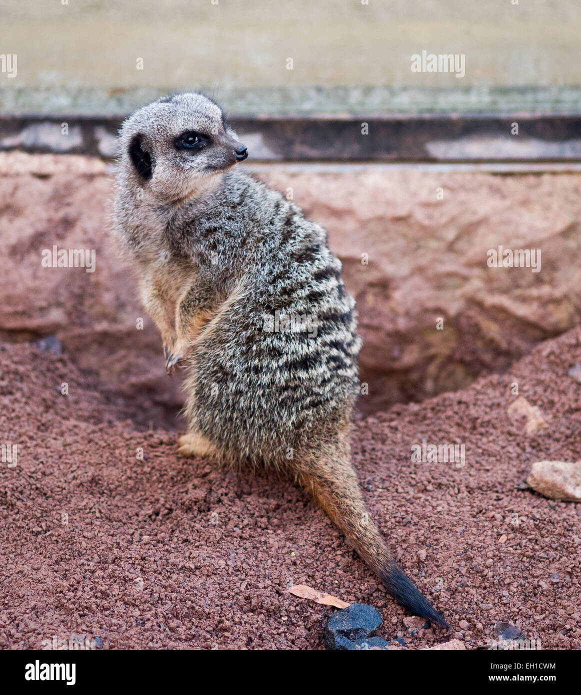 Meerkat watching behind Stock Photo