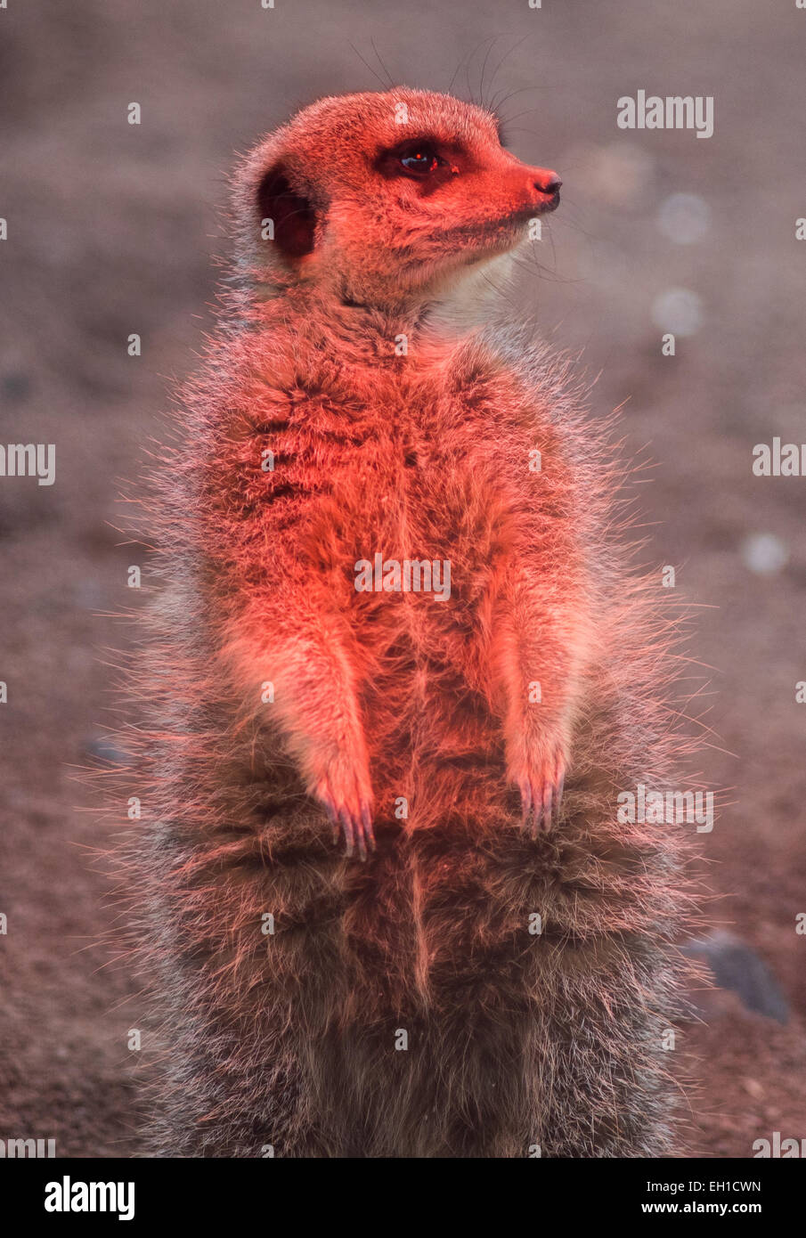 Heat lamp animal hi-res stock photography and images - Alamy