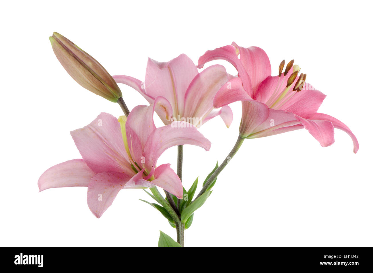 Beautiful pink lilies isolated on white background Stock Photo - Alamy