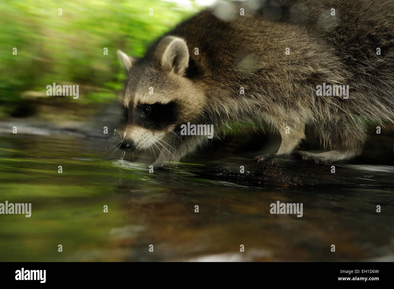 [captive] Raccoon (Procyon lotor) | Waschbär (Procyon lotor) Stock Photo