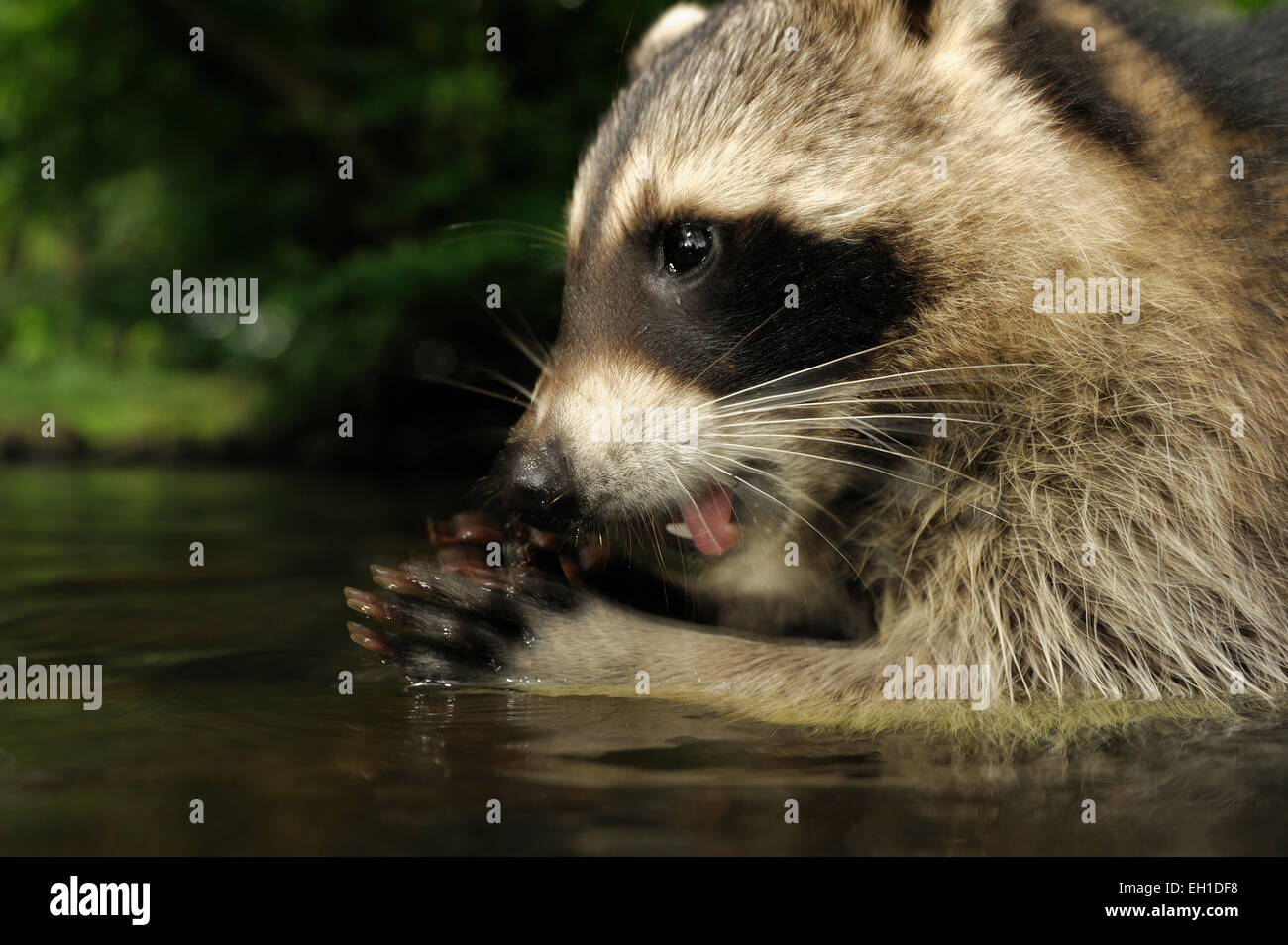 [captive] Raccoon (Procyon lotor) | Waschbär (Procyon lotor) Stock Photo