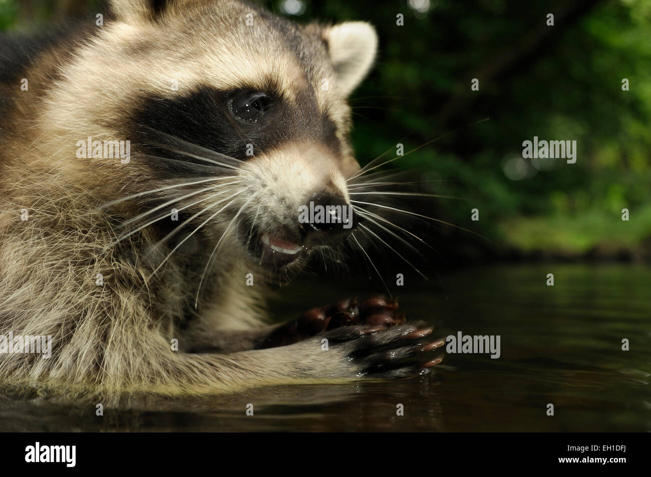 [captive] Raccoon (Procyon lotor) | Waschbär (Procyon lotor) Stock Photo