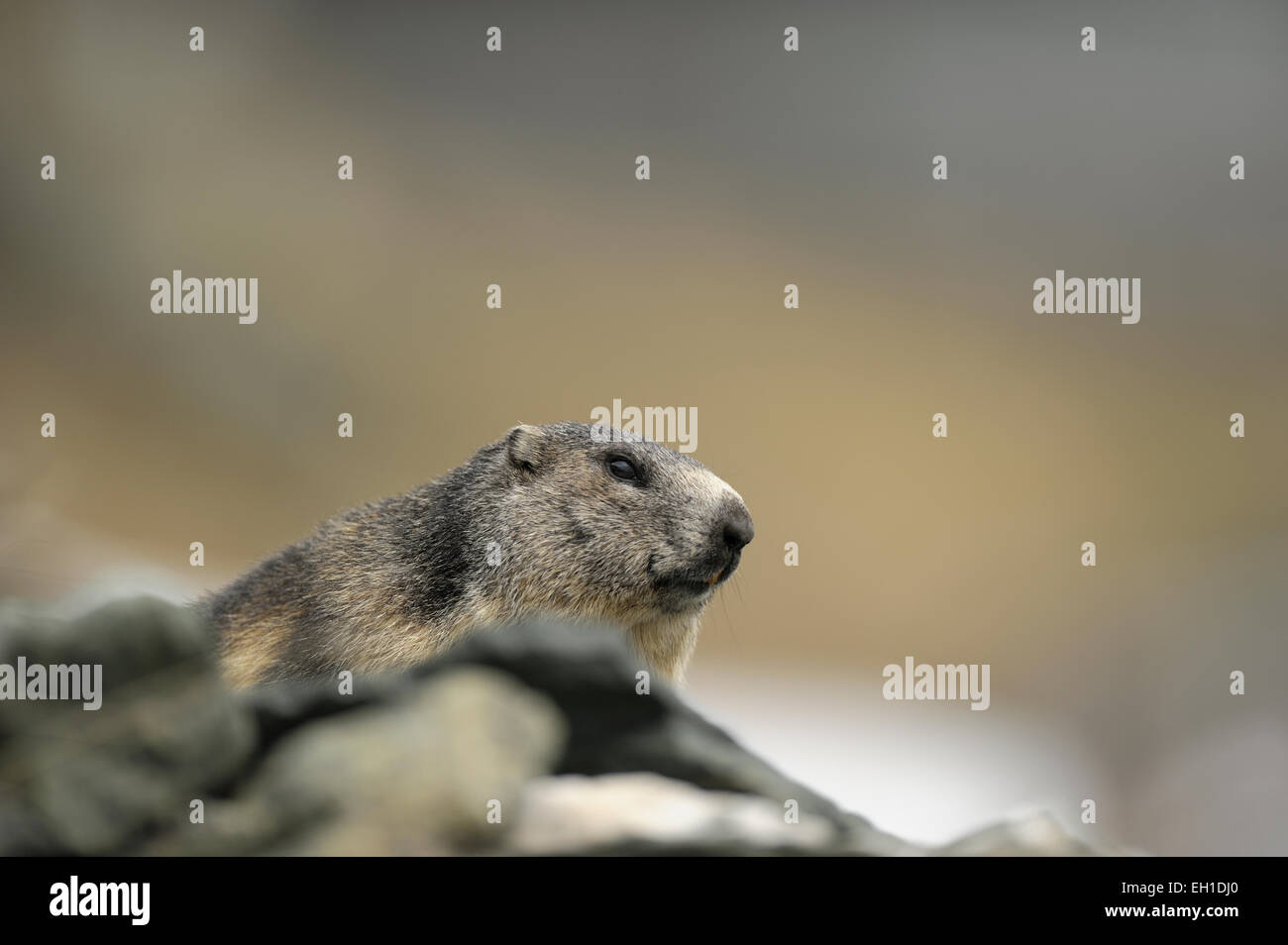 Alpenmurmeltier (Marmota marmota) Nationalpark Hohe Tauern, Österreich Stock Photo