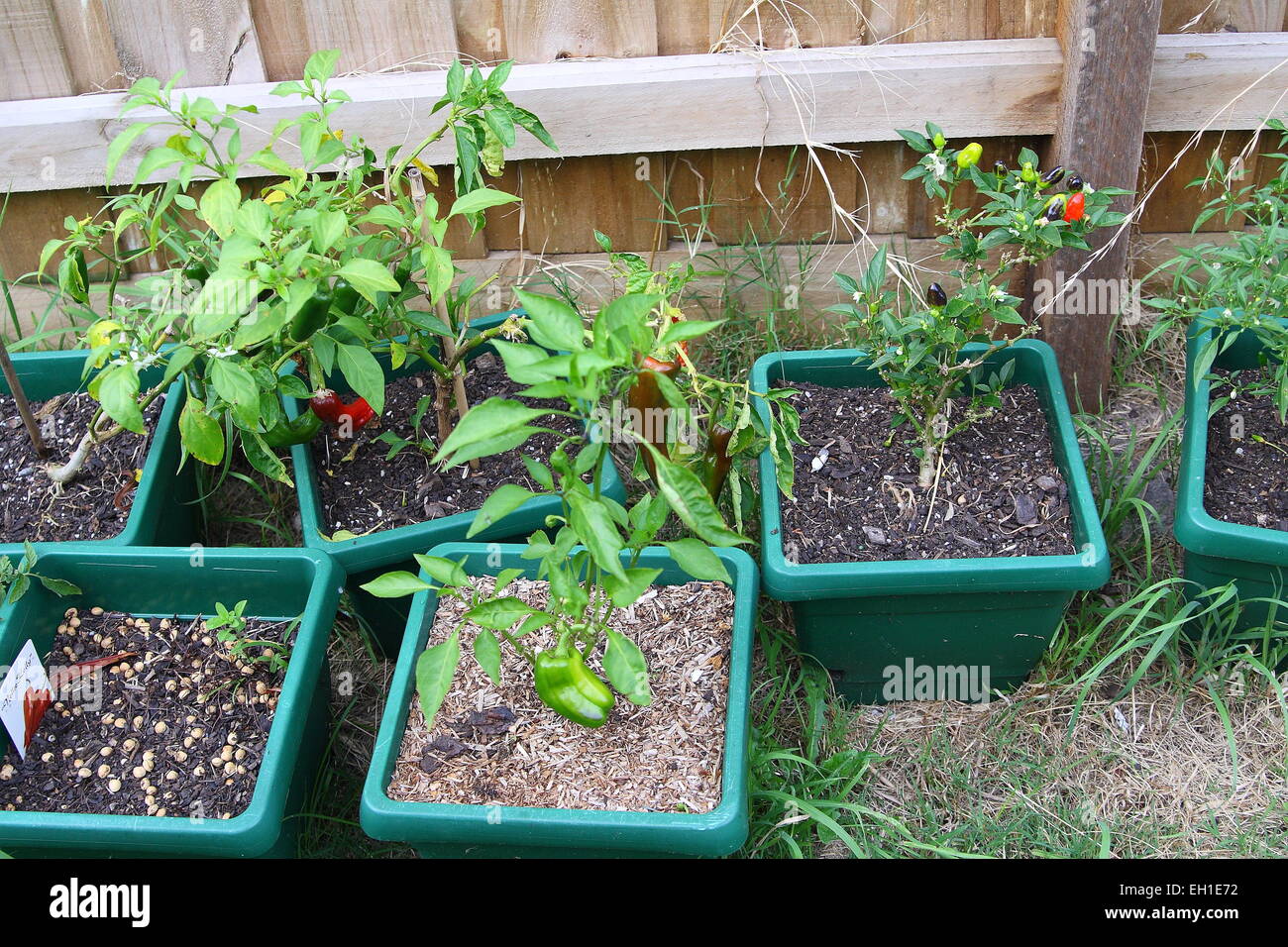 Growing chilli plants hires stock photography and images Alamy