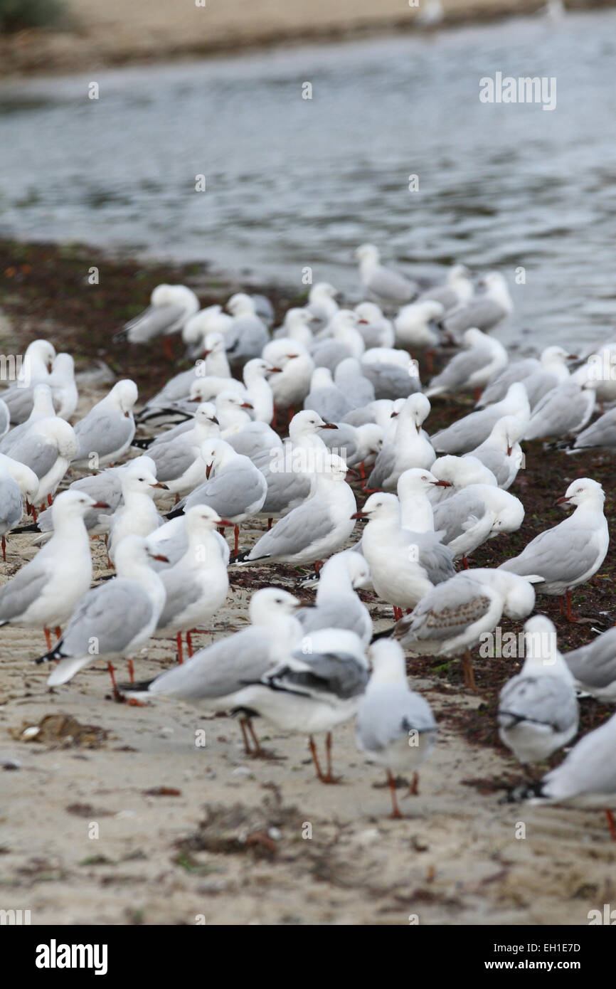 Flock of Seagulls near the water at St Kilda beach Melbourne Stock Photo