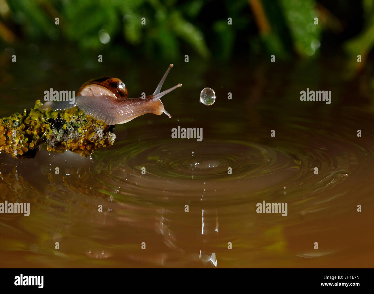 Burgundy Snail and water drop - Spain  -  - Salamanca - Stock Photo