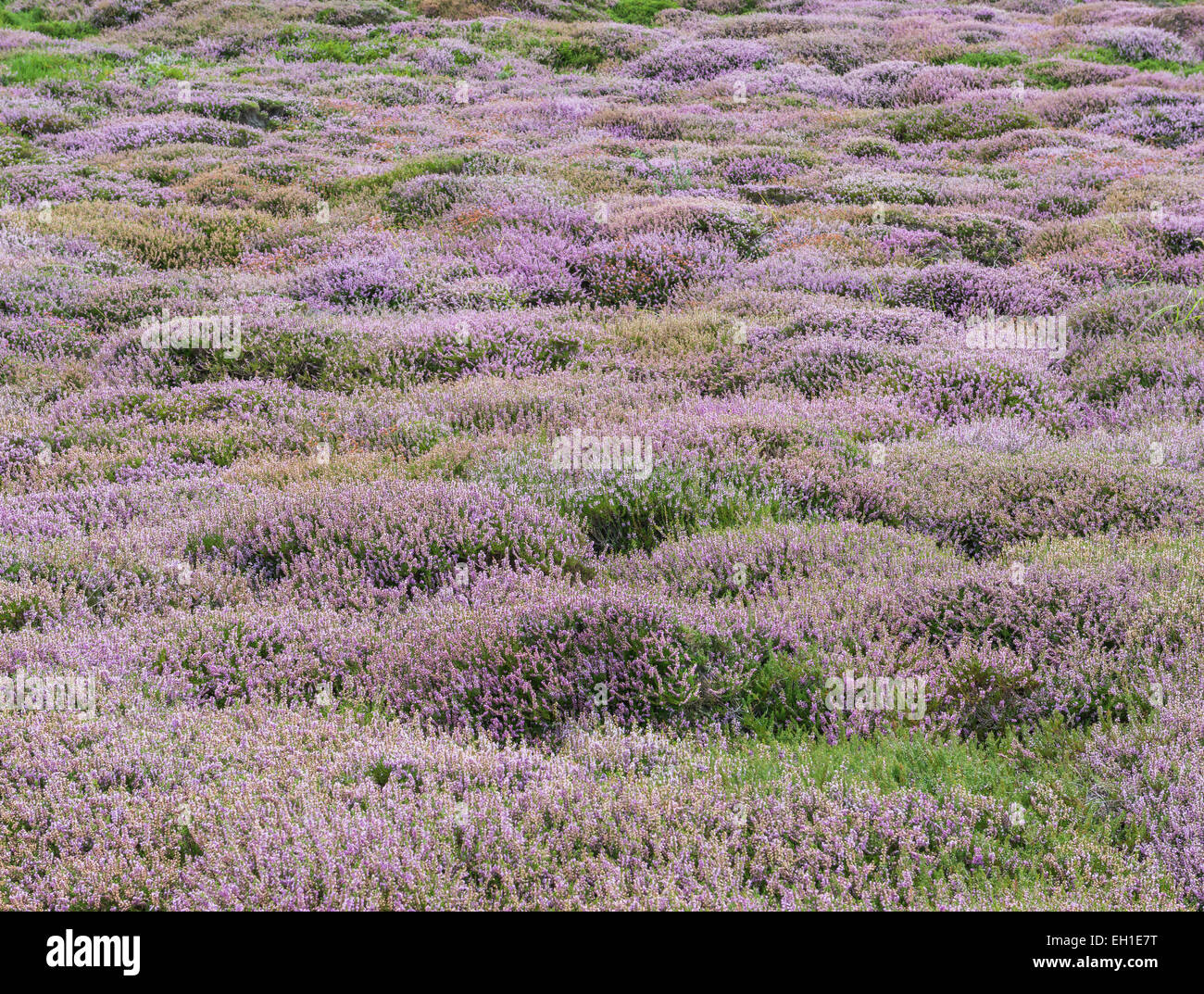 White and purple flowering heather in the dunes of Texel. Stock Photo