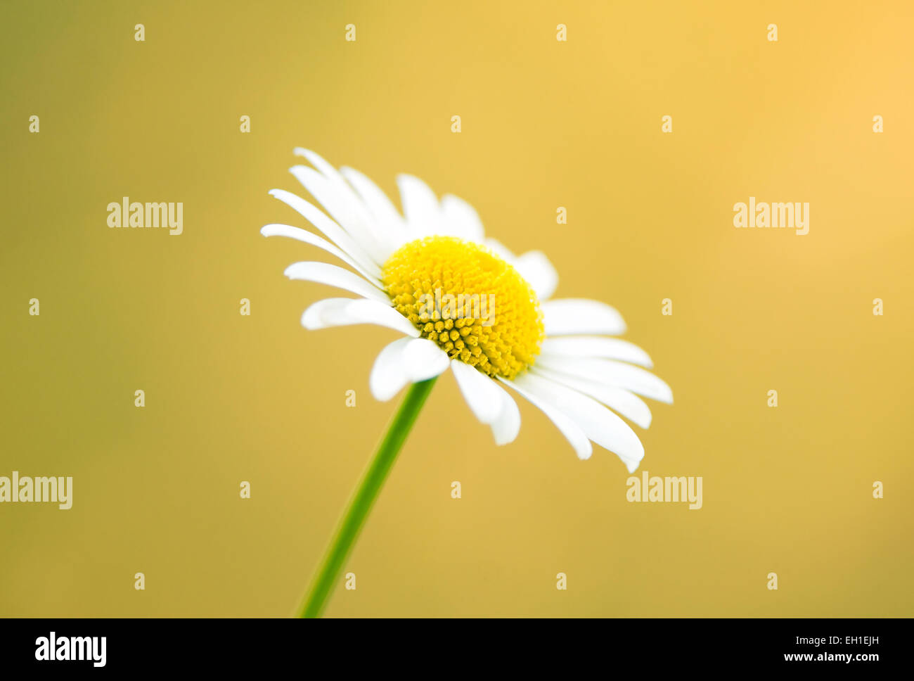 Yellow daisy background wallpaper hi-res stock photography and images