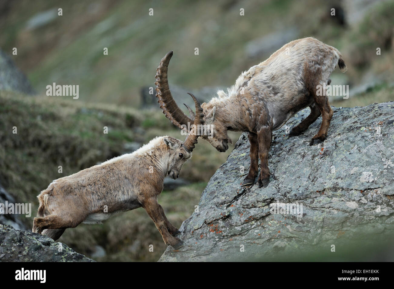 Alpine Ibex (Capra ibex)  | Alpen-Steinbock (Capra ibex) Nationalpark Hohe Tauern, Österreich. Stock Photo