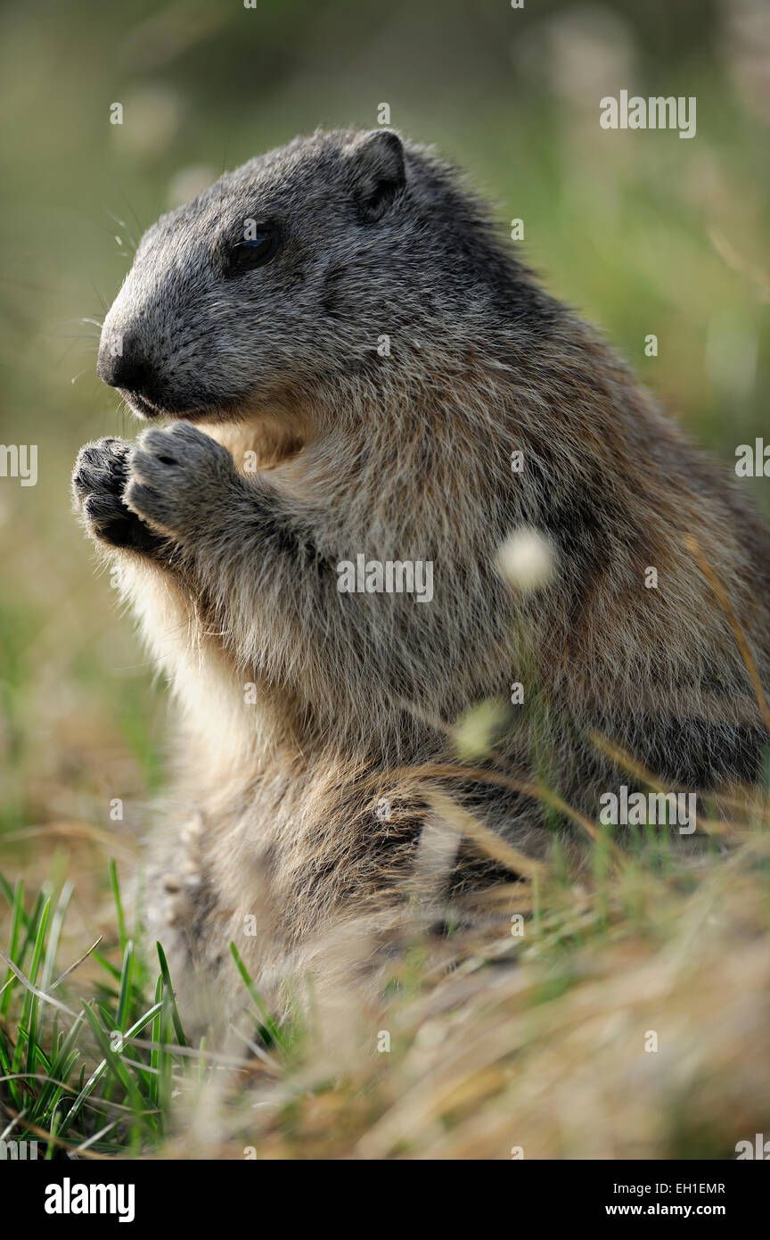 Alpenmurmeltier (Marmota marmota) Nationalpark Hohe Tauern, Österreich. Stock Photo