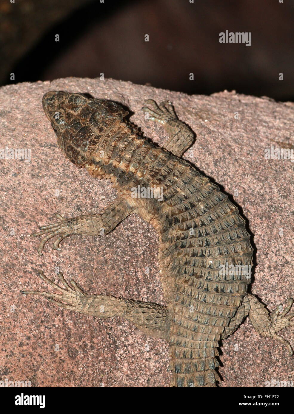 East African spiny-tailed lizard (Cordylus tropidosternum) Stock Photo