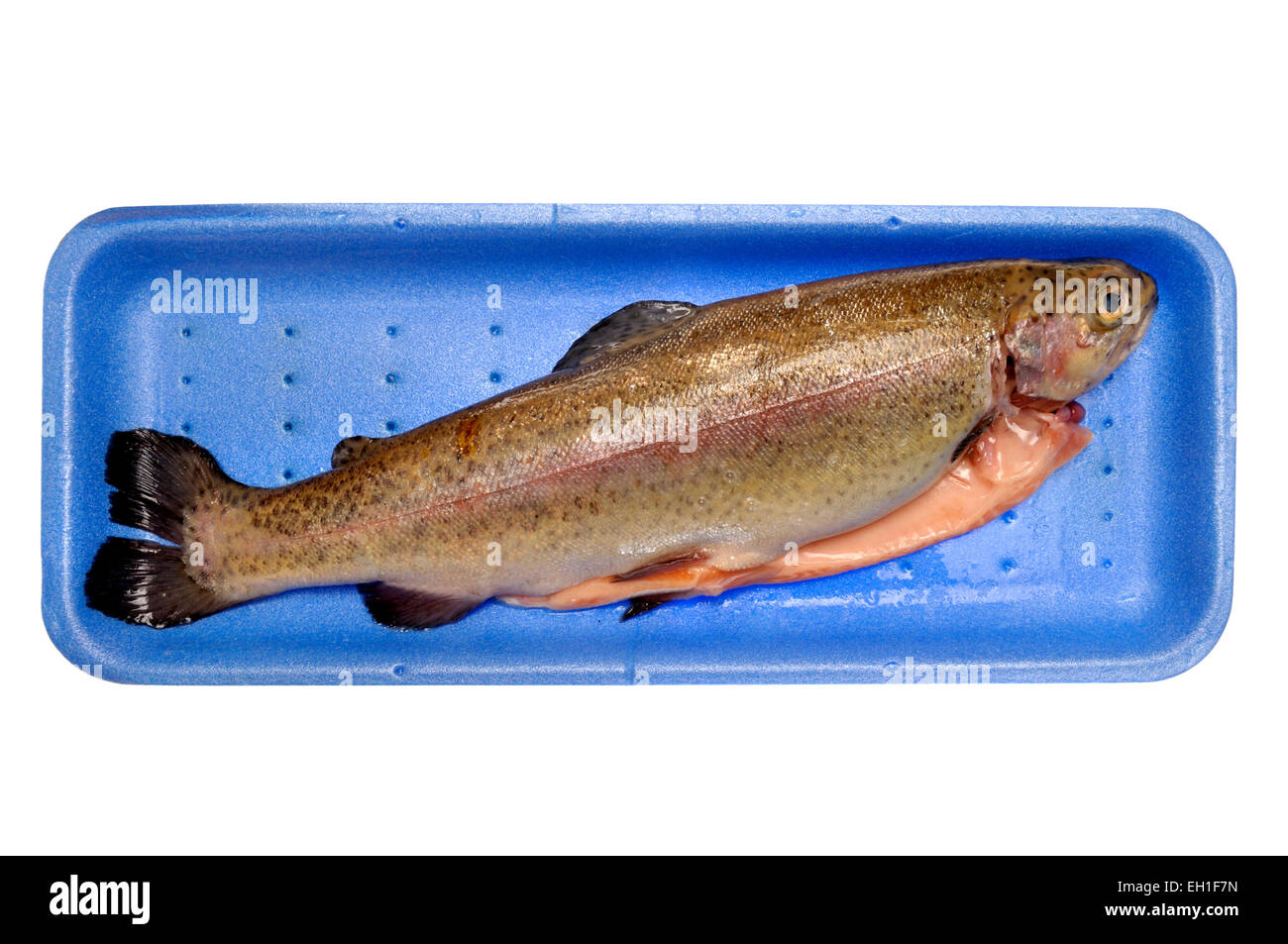 Fresh whole Rainbow Trout bought from a supermarket (Sainsbury's) Stock Photo