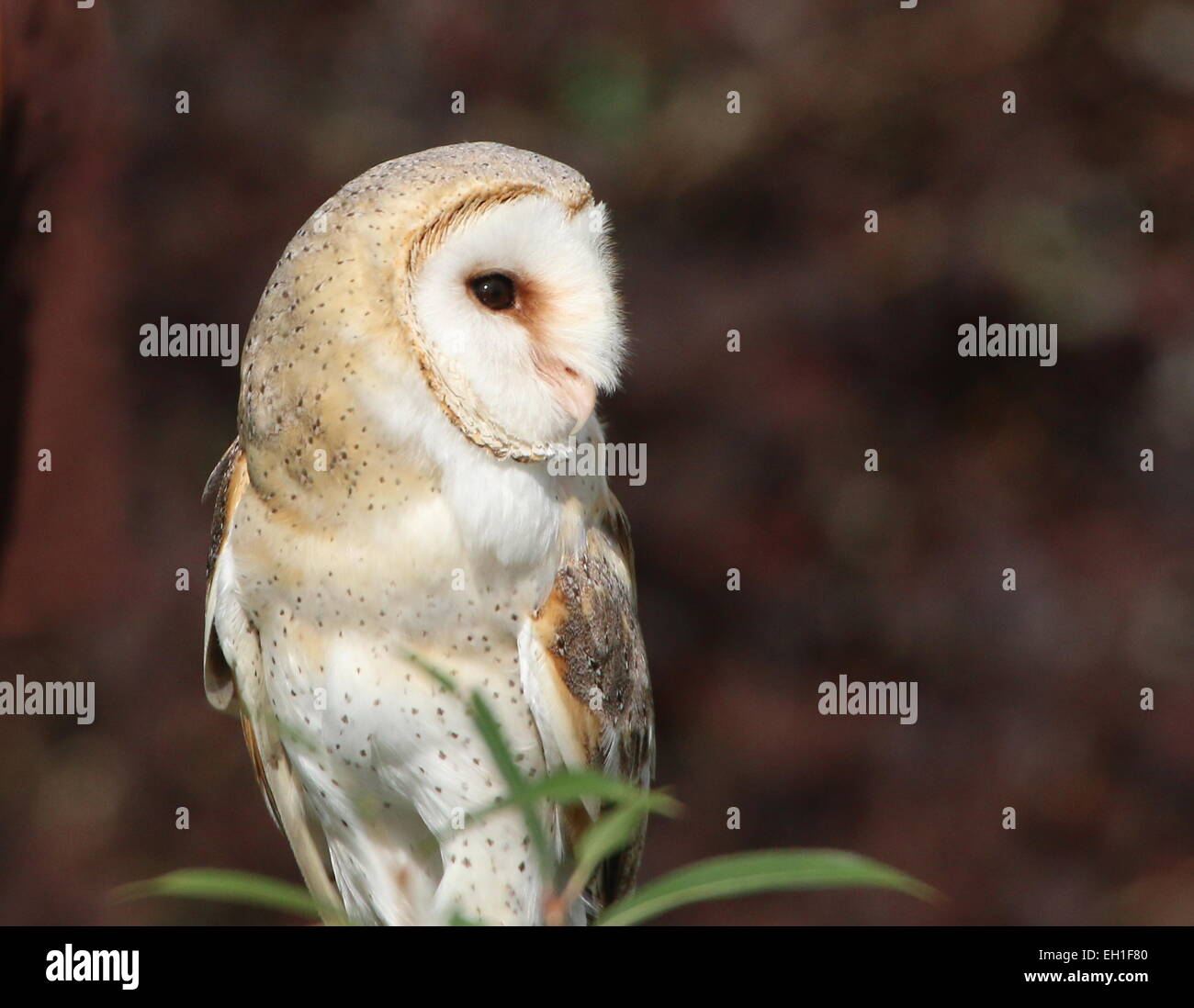 Eurasian Barn owl (Tyto alba) in closeup Stock Photo