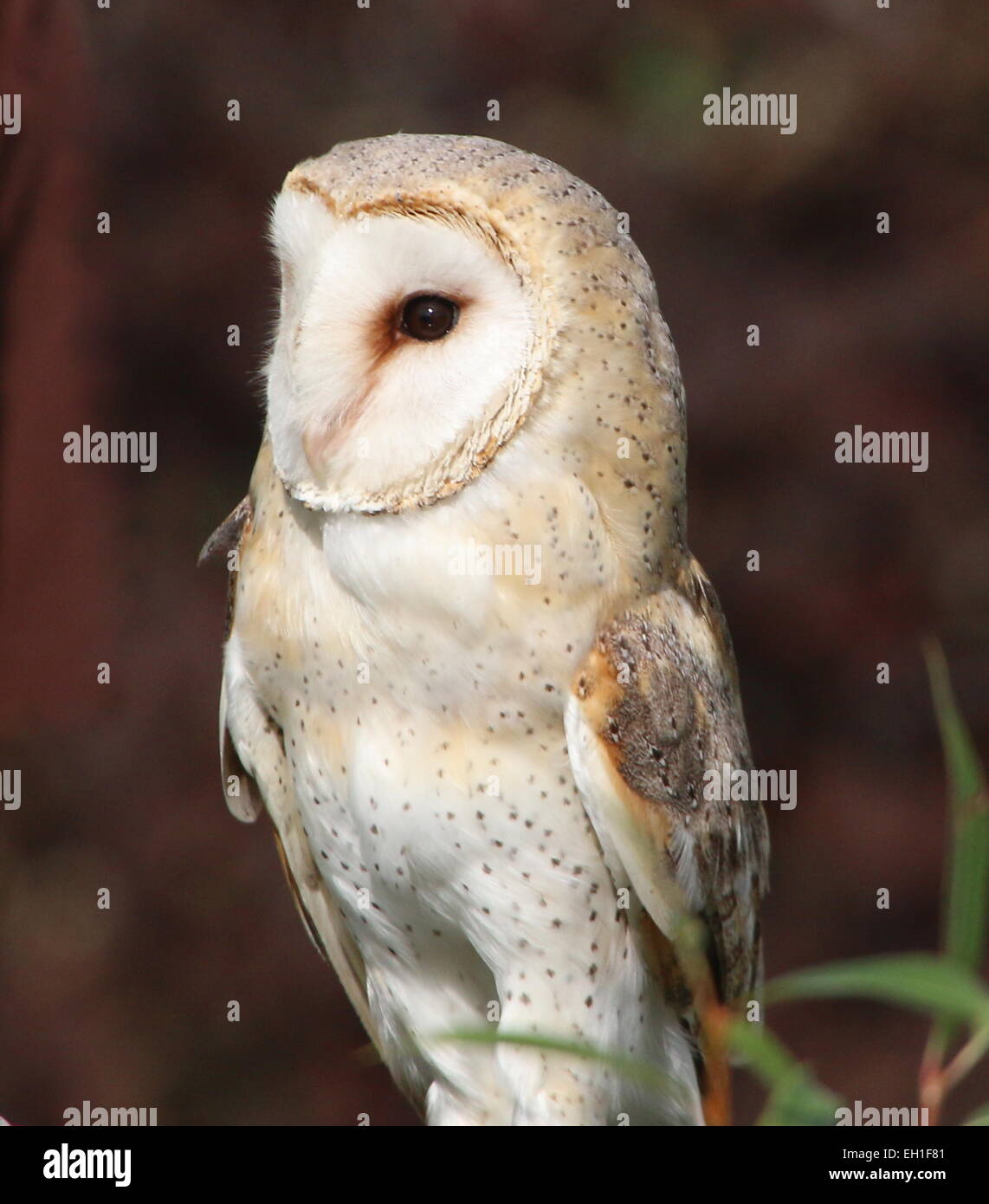 Eurasian Barn owl (Tyto alba) in close-up Stock Photo