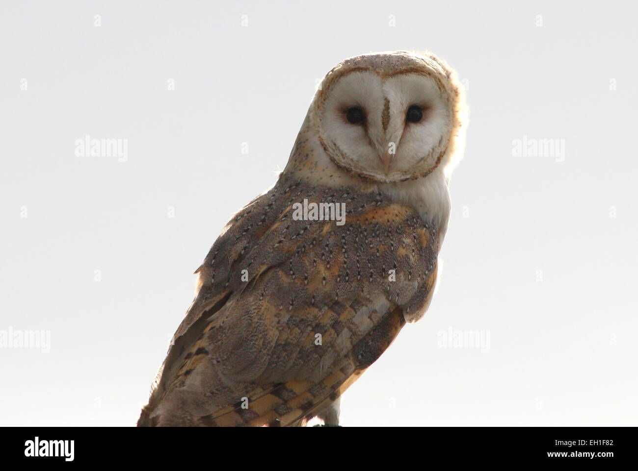 Eurasian Barn owl (Tyto alba) Stock Photo