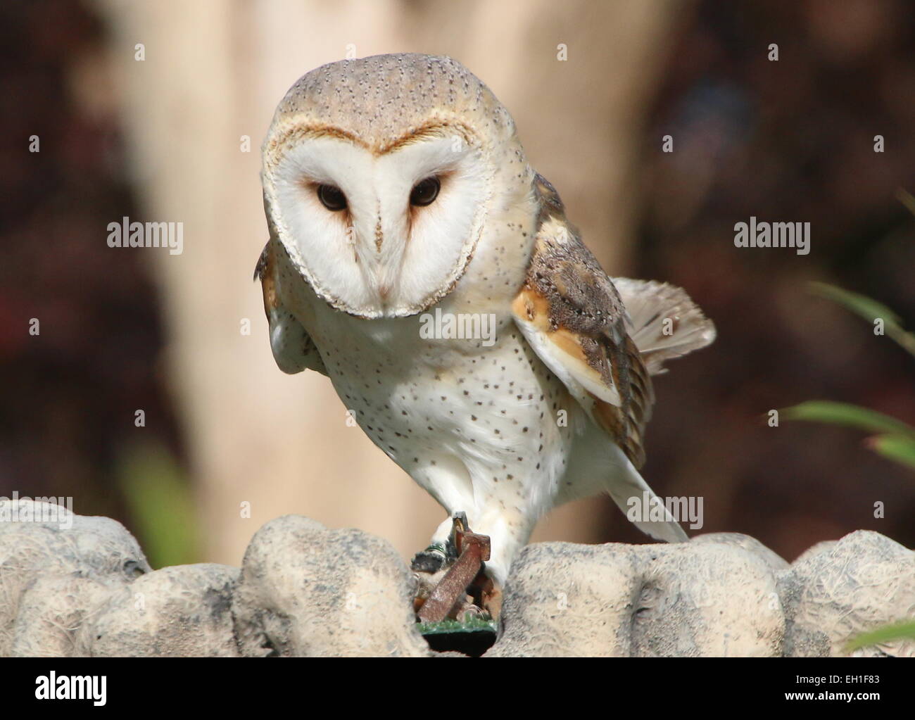 Captive Eurasian Barn owl (Tyto alba) at Blijdorp Rotterdam Zoo during a raptor show Stock Photo