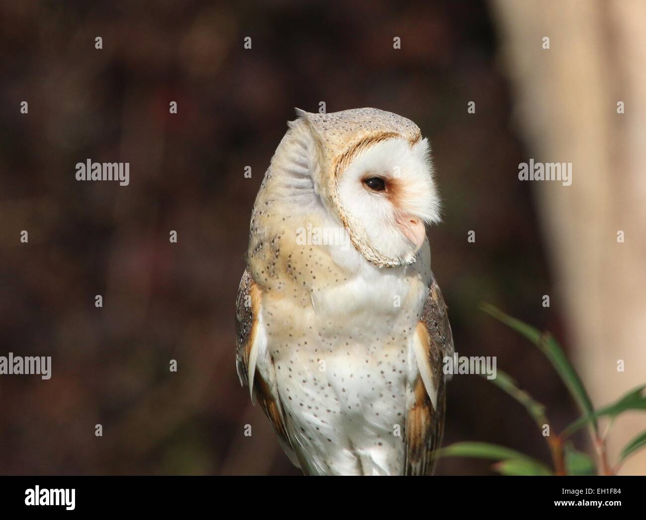 Eurasian Barn owl (Tyto alba) Stock Photo