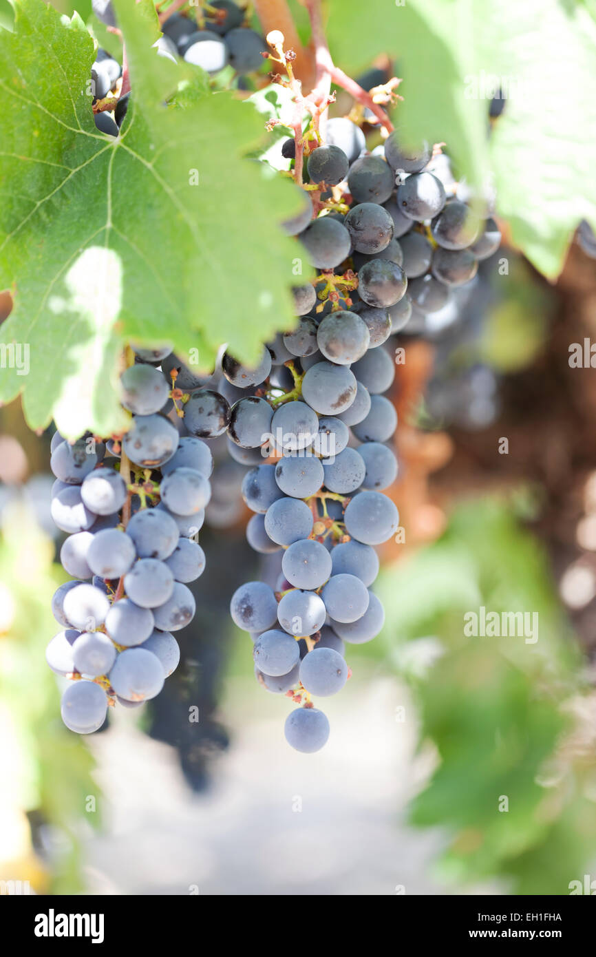 Grapes : Merlot. France. Stock Photo